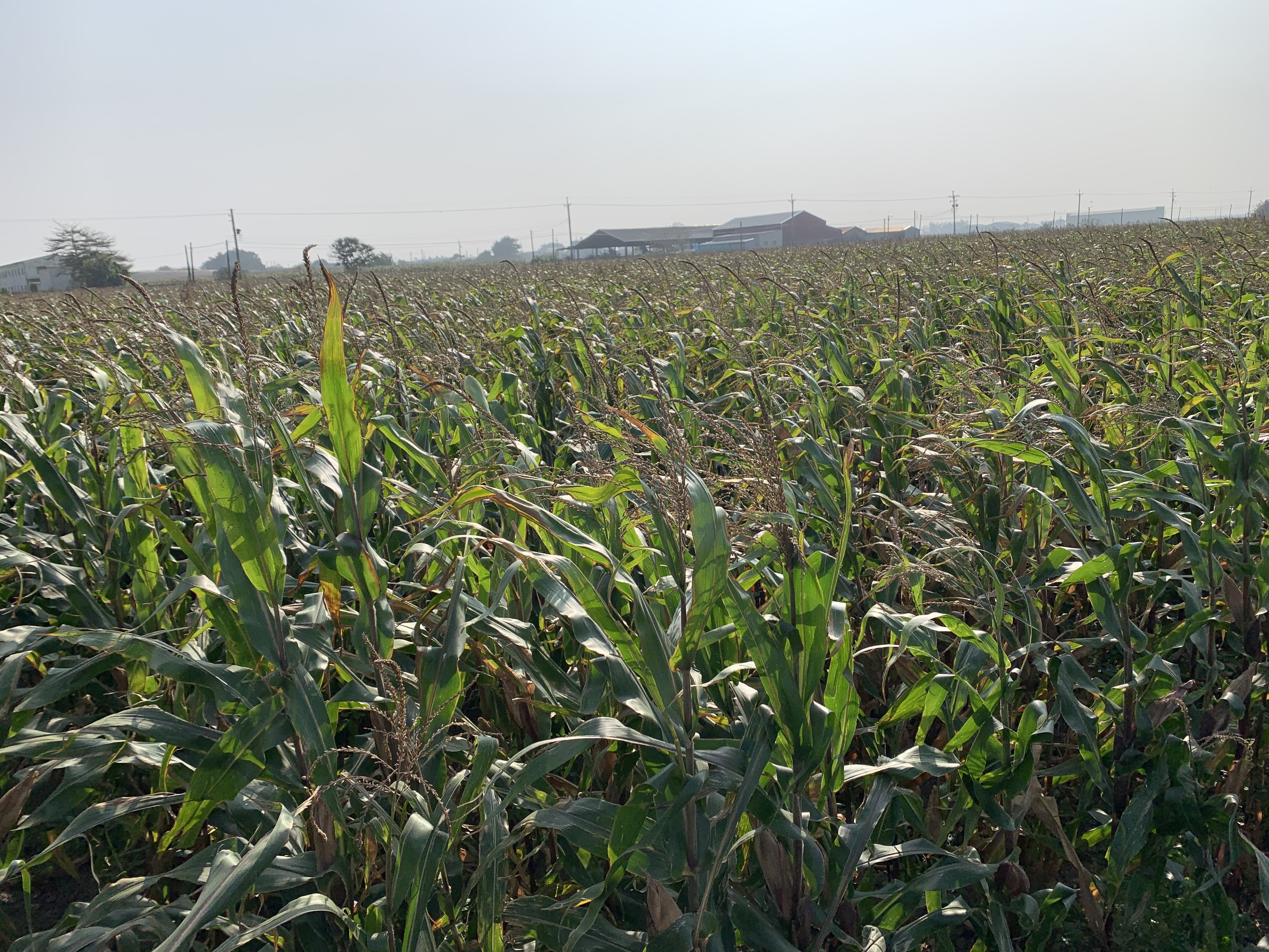 種植青割玉米亦可作為畜牧場餵養的草料，以填補牧草需求量。（台南市政府提供）
