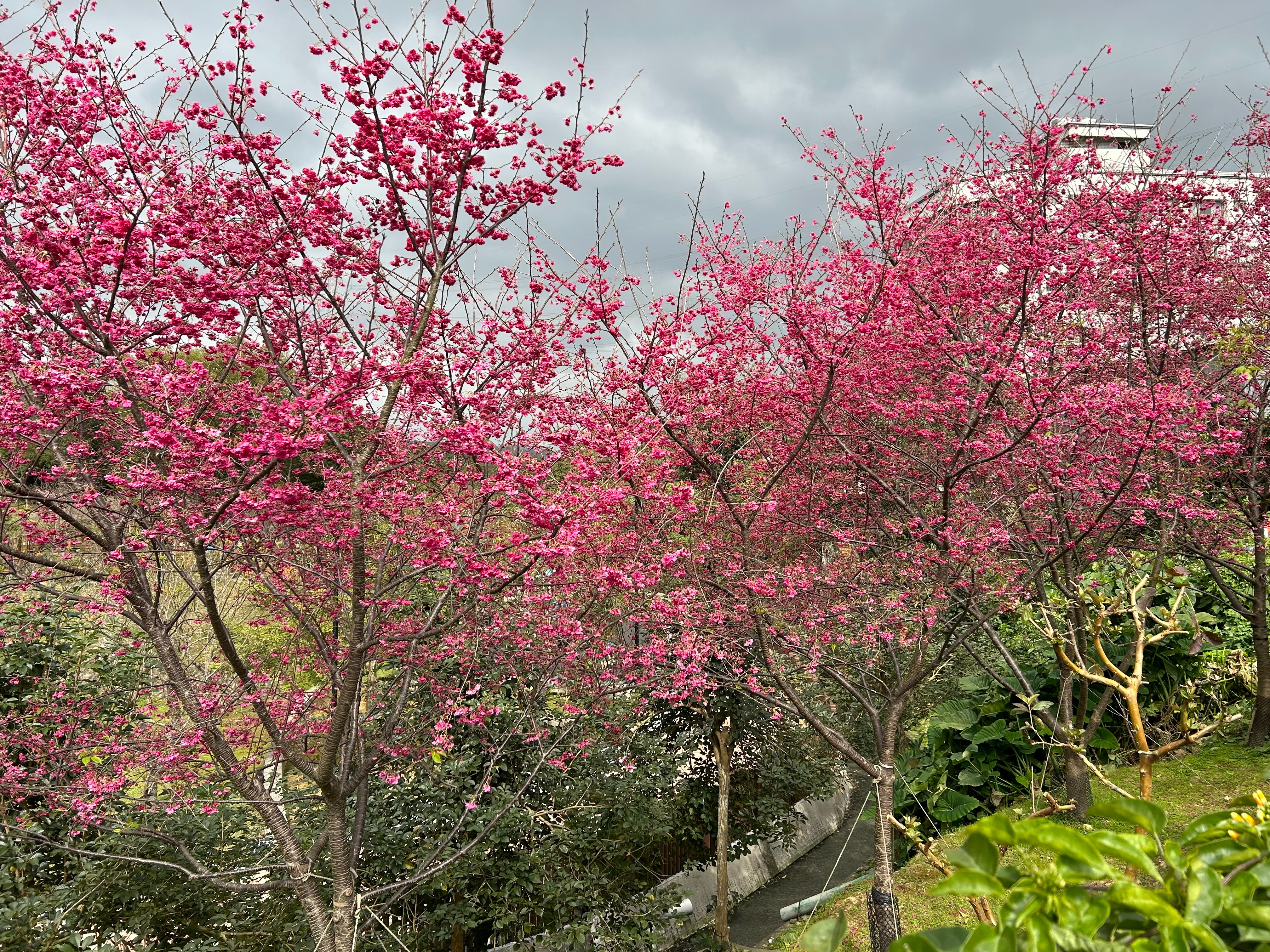 新北市鶯歌區的永吉公園櫻花盛開。