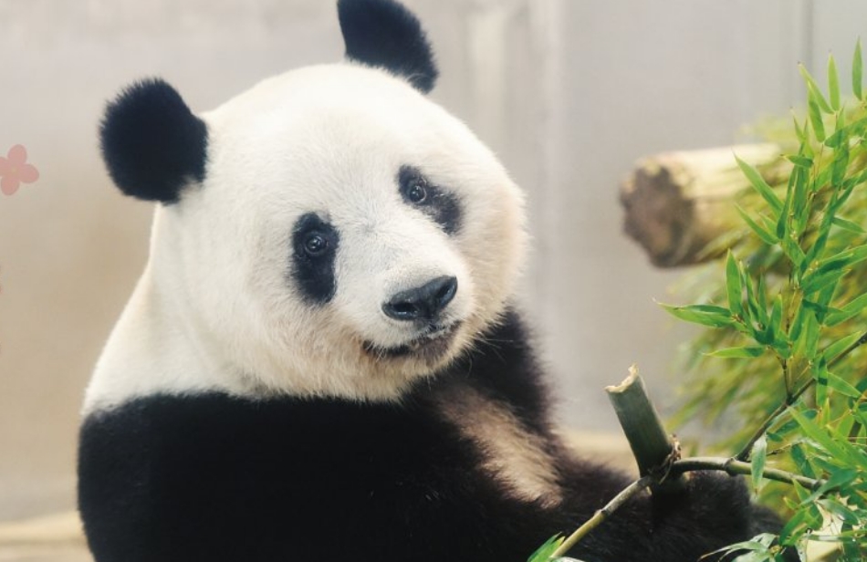 日本東京上野動物園原訂於2020年歸還大貓熊「香香」給中國，今（21）日在飼育員協助下，於成田機場登機前往中國成都。（翻攝上野動物園官網）
