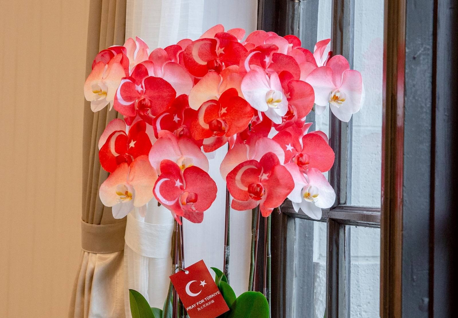 以紅白色調噴染出的土耳其國旗蘭花，非常美麗。（翻攝蔡英文臉書）