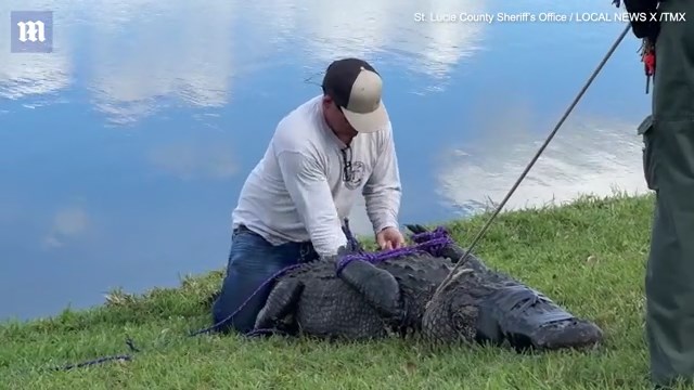 阿嬤為救寵物狗,慘變「人肉餌」被鱷魚咬死成浮屍!「殺人鱷」已遭逮捕。(翻自《每日郵報》)