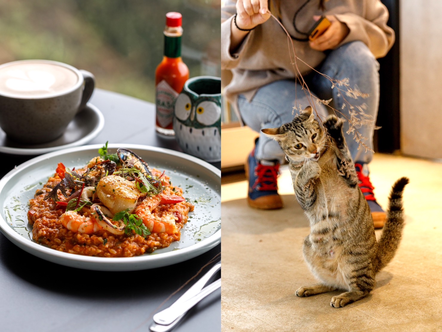 「貓禾咖啡」餐點多元講究細節，可愛貓店員直接再加50分。