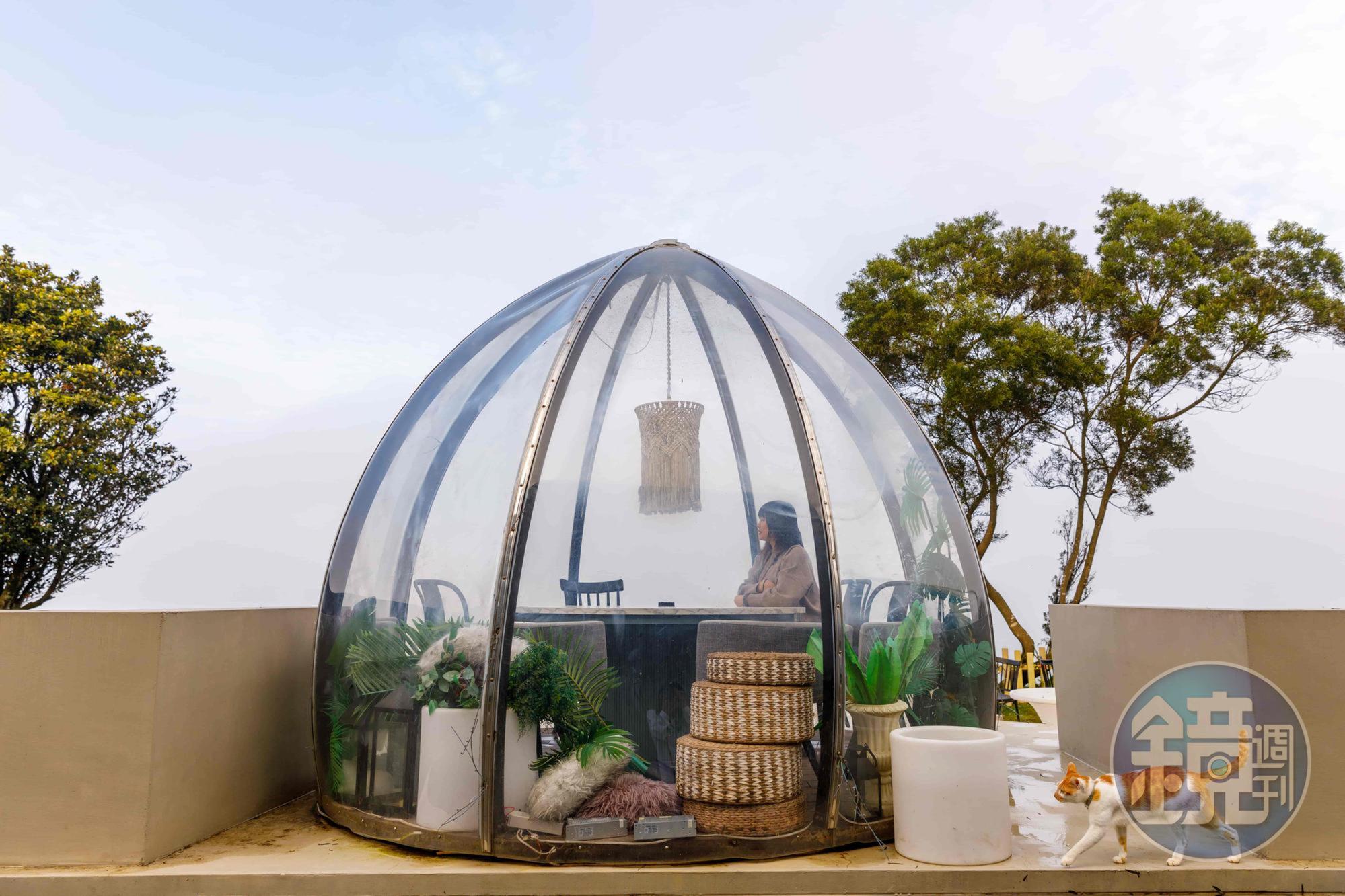 戶外夢幻的「星空泡泡屋」除了客人喜愛，店貓也常常溜進去補眠。