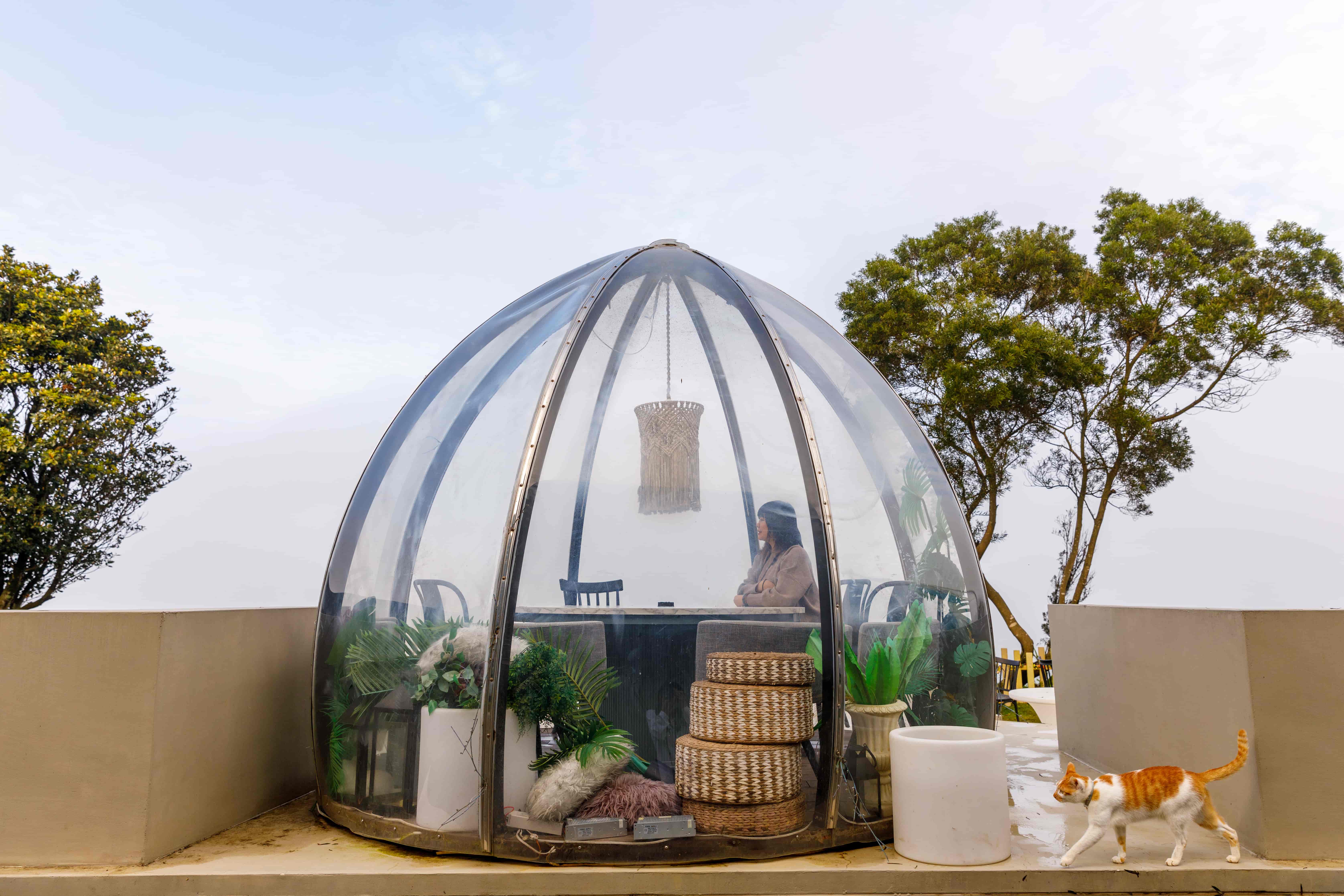 戶外夢幻的「星空泡泡屋」除了客人喜愛，店貓也常常溜進去補眠。