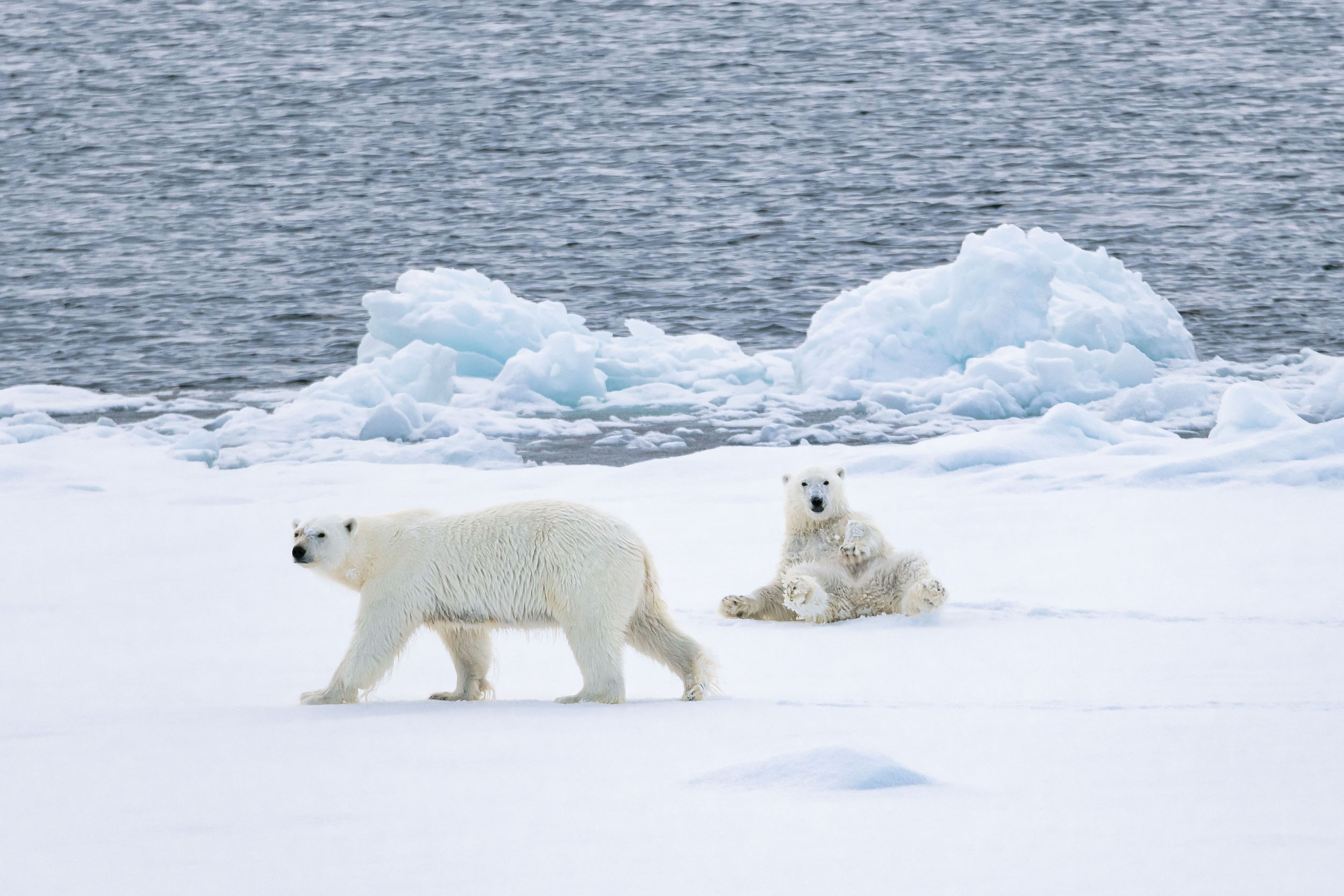 登陸正北極後親眼欣賞、體驗北極生態。 （佳繽旅行社提供） 