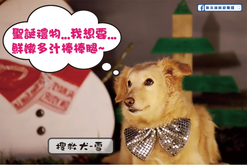 搜救犬Snow即將光榮退役開放認養，歡迎民間愛狗人士加入照顧退役搜救犬的行列。（翻攝自新北消防發爾麵臉書）