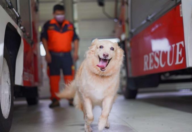 新北最萌人氣王搜救犬Snow即將光榮退役開放認養。(新北消防局提供)