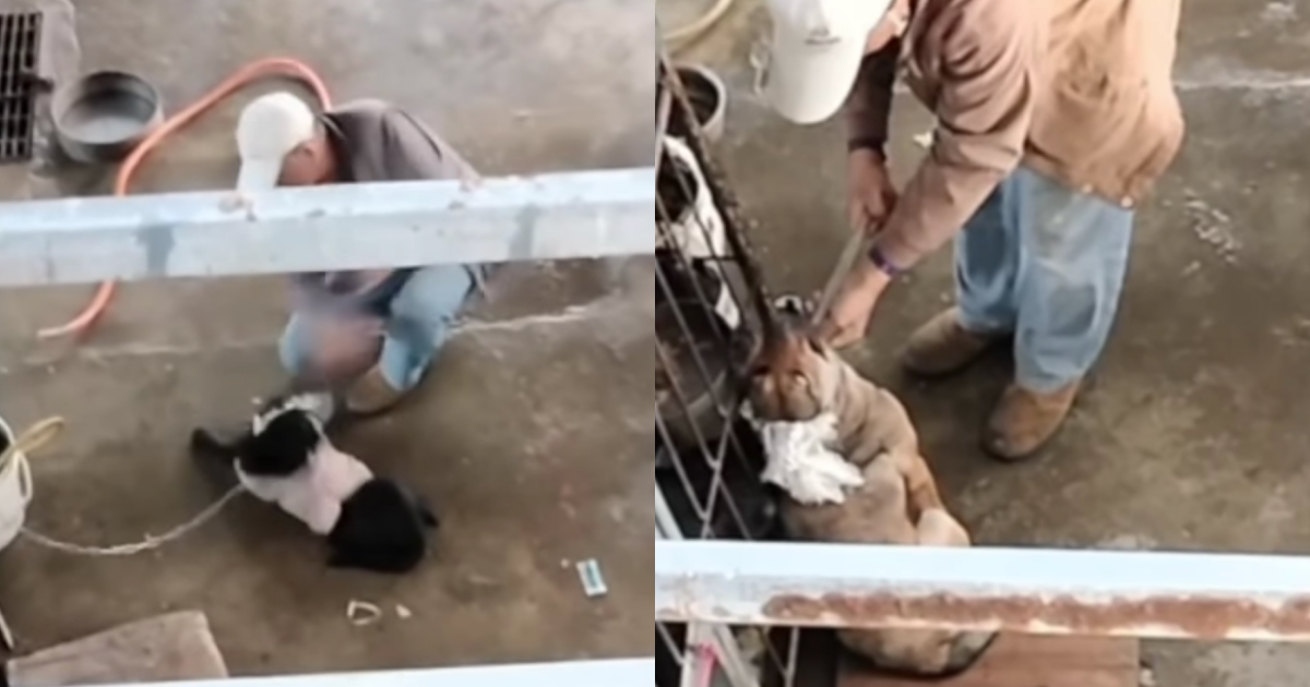 黑狗與黃狗陸續慘遭飼主虐待。(翻攝自米可白臉書)