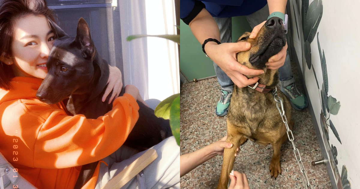 米可白是出了名的愛狗藝人，近日為受虐狗狗發聲，更親自救出受虐毛孩（右）。（翻攝自米可白臉書）