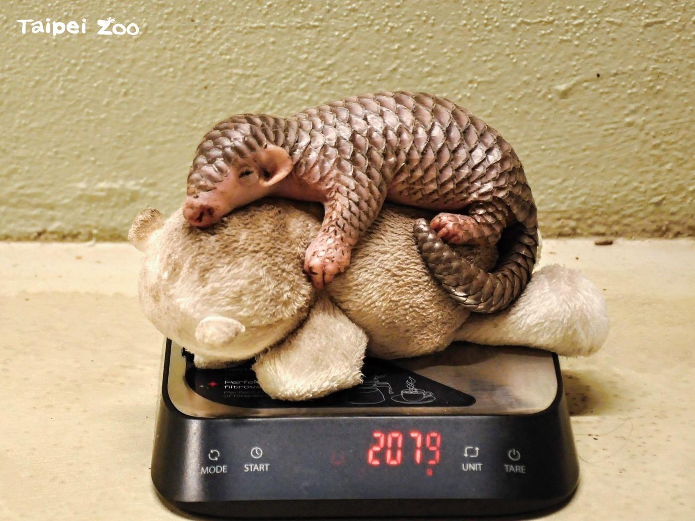 穿山甲寶寶非長可愛。(台北市立動物園提供)