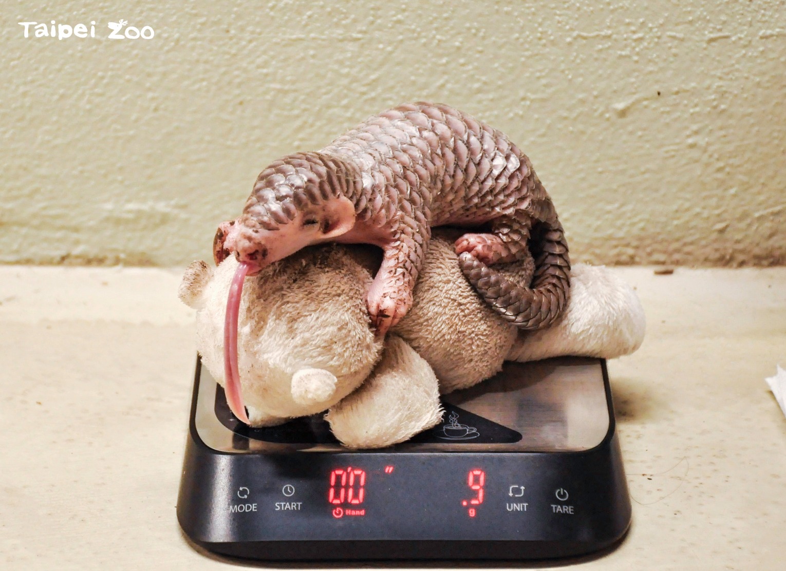 穿山甲寶寶量體重吐出長舌頭。（台北市立動物園提供）