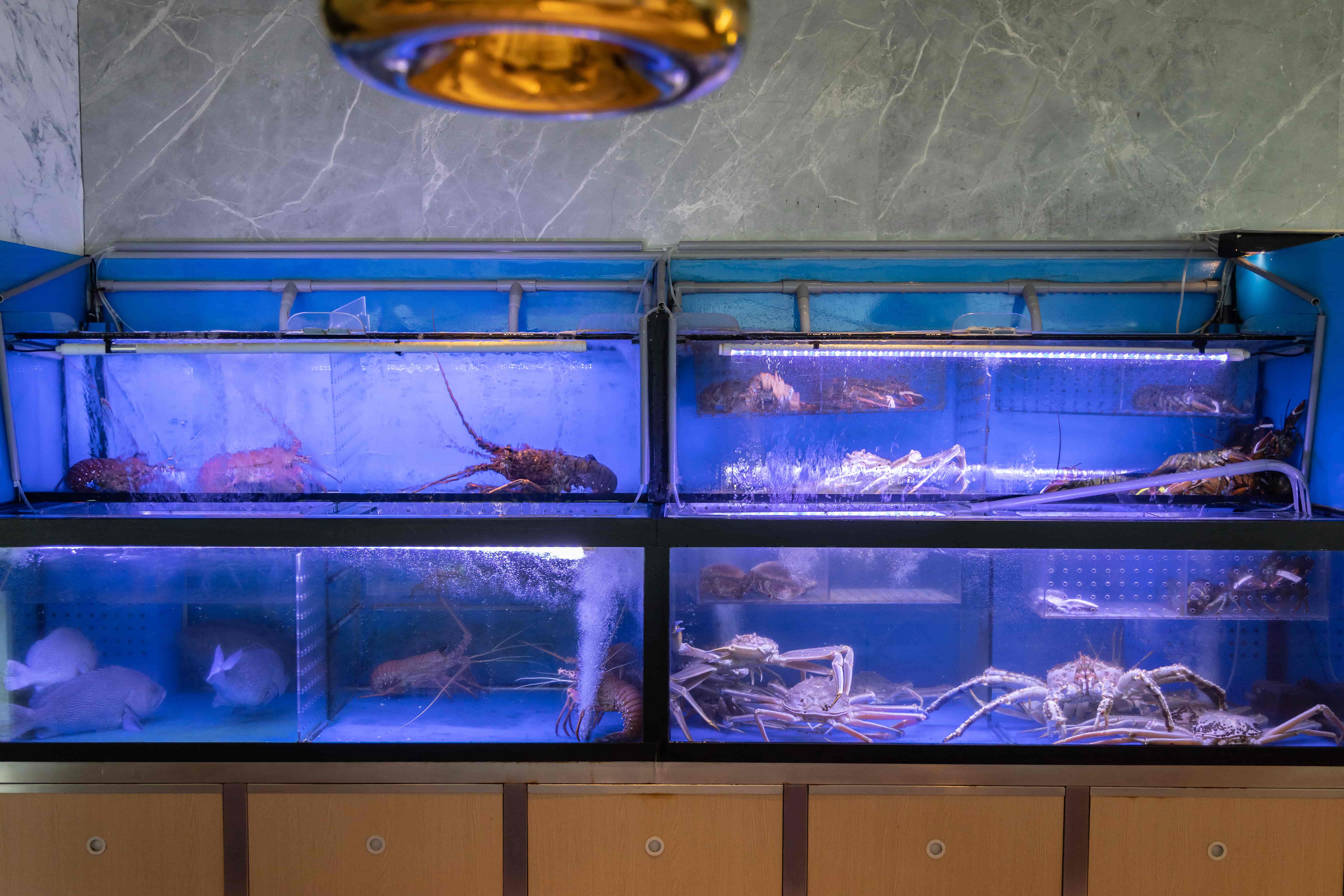 「沐明鍋物」主打活體海鮮,所有龍蝦、螃蟹類皆於客人面前現撈現秤。