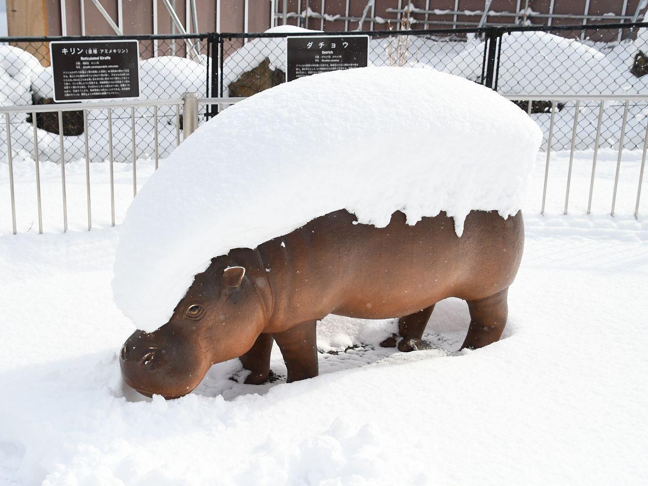 廣島市安佐動物公園園區內的河馬遇到下雪變成「河馬握壽司」。(翻攝自推特@asa_zoo)
