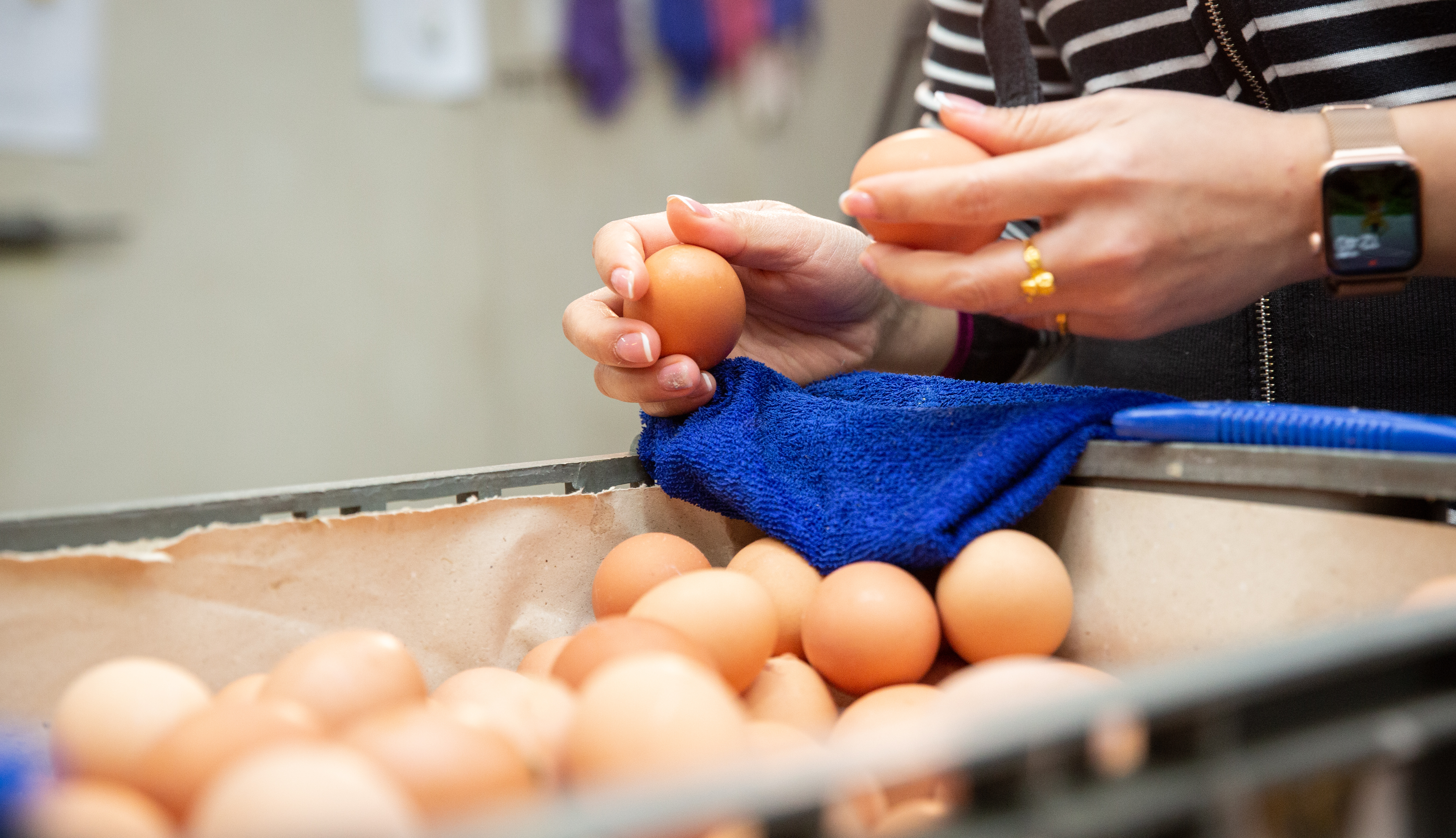 進口蛋爆食安疑慮，農業部提供給台北市政府的資料，遭市議員柳采葳質疑是「閹割版」，示意圖。