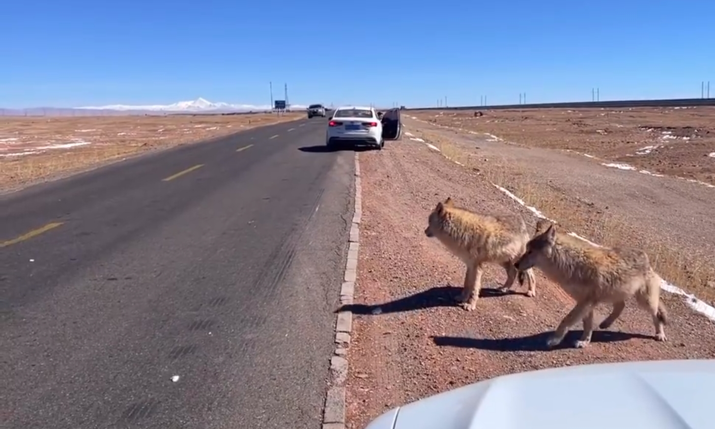 中國女子赴青海旅行，路上看見兩隻可愛「大狗」，遂開門下車。（翻攝自微博）