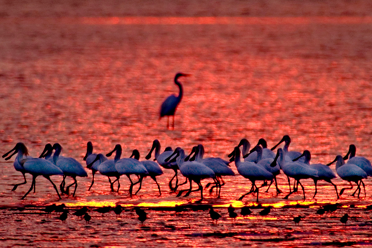 《守護黑面琵鷺》走訪多國拍攝，歷時30年，透過人文環境紀實方式呈現黑面琵鷺的生態。（采昌提供）