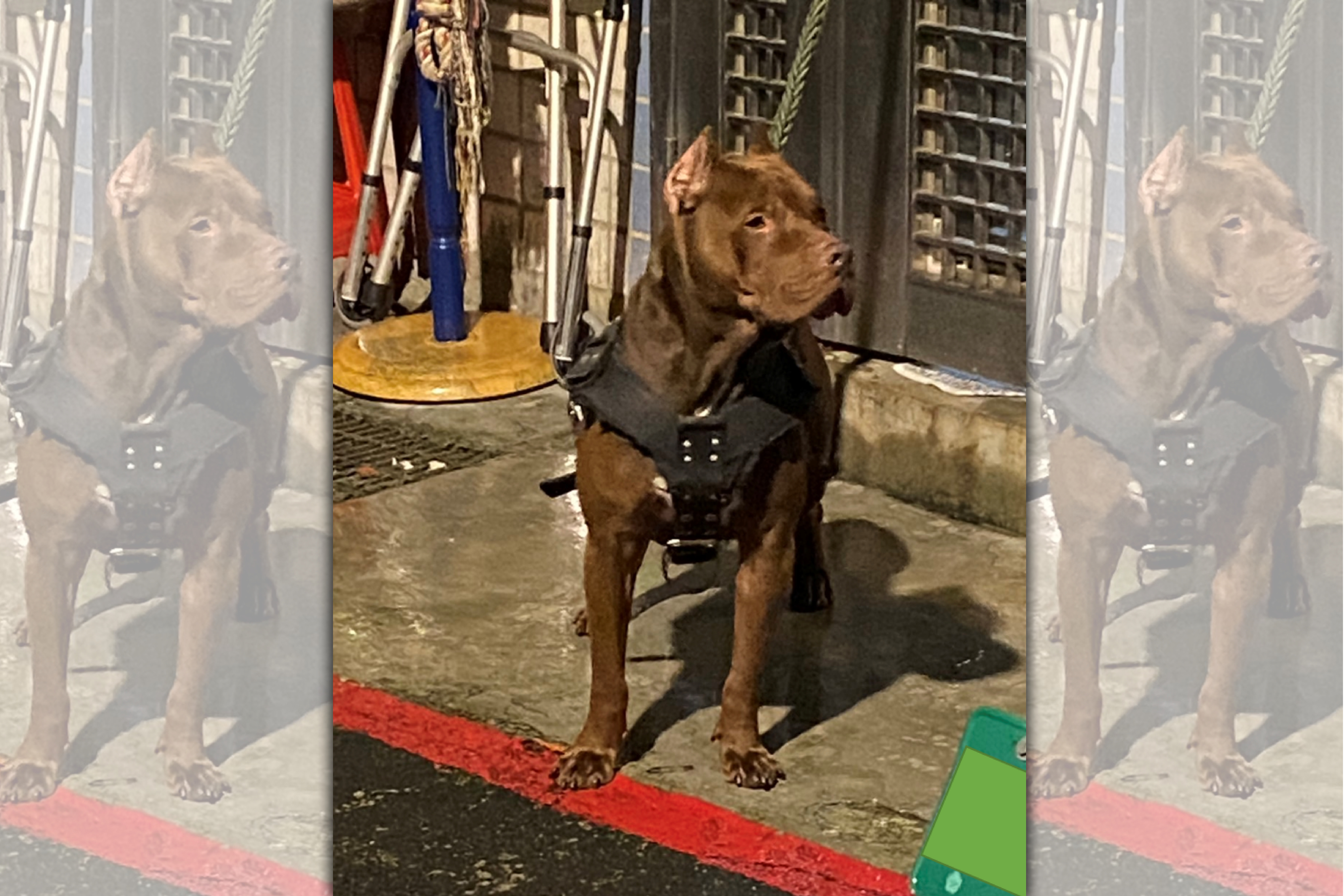 比特犬養在家門口但未戴上嘴套。（新北動保處提供）