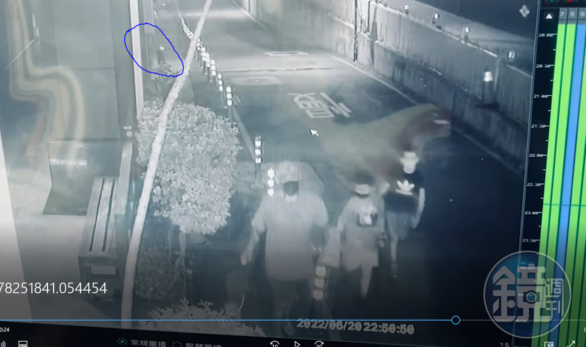 去年6月，飼主帶飼犬外出散步時，後方比特犬突然衝出咬傷其飼犬。（新北動保處提供）