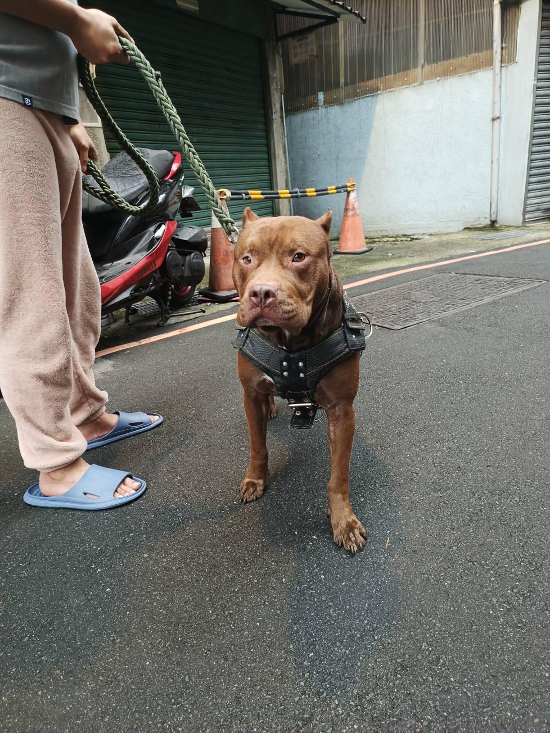 帶比特犬出門，除須為其繫上牽繩，且須為其帶上透氣嘴套。（新北動保處提供）