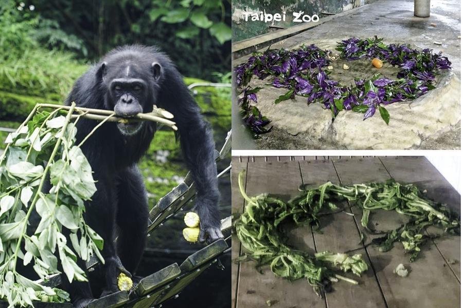 台北市立動物園的黑猩猩,會把食物排列成一個「圓形魔法陣」。(翻攝自台北市立動物園)