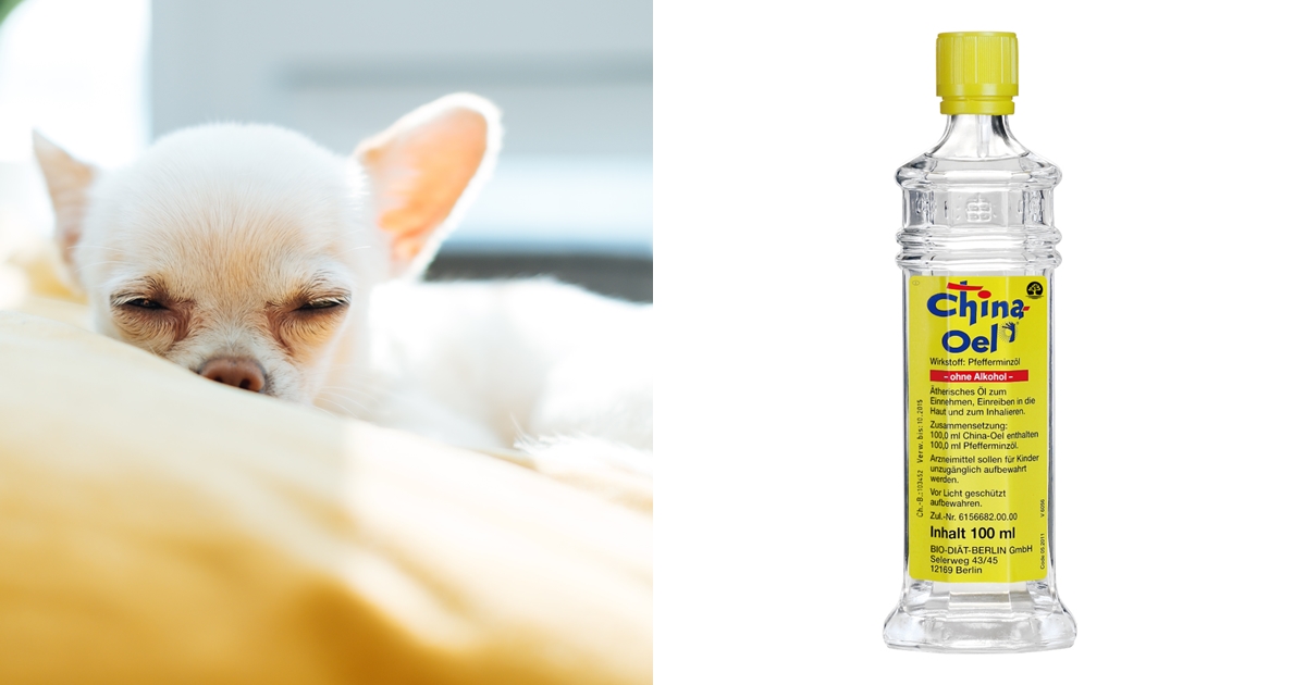 一名飼主想替寵物狗狗緩解腸胃不適，竟塗抹百靈油在其肚子上，導致狗狗更加不舒服。示意圖，非當事狗狗。（翻攝自pexels、網路圖片）