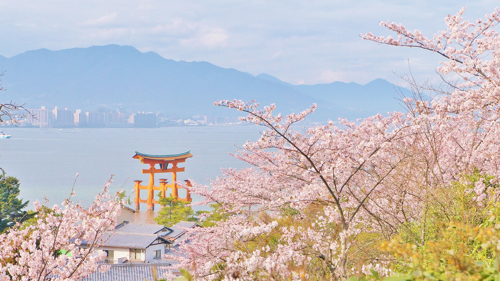日本是台灣遊客最喜愛的旅遊目的地，賞櫻更是每年最受歡迎的季節盛事，今年賞櫻期間機票，較疫前調漲約1～2成。（華航提供）