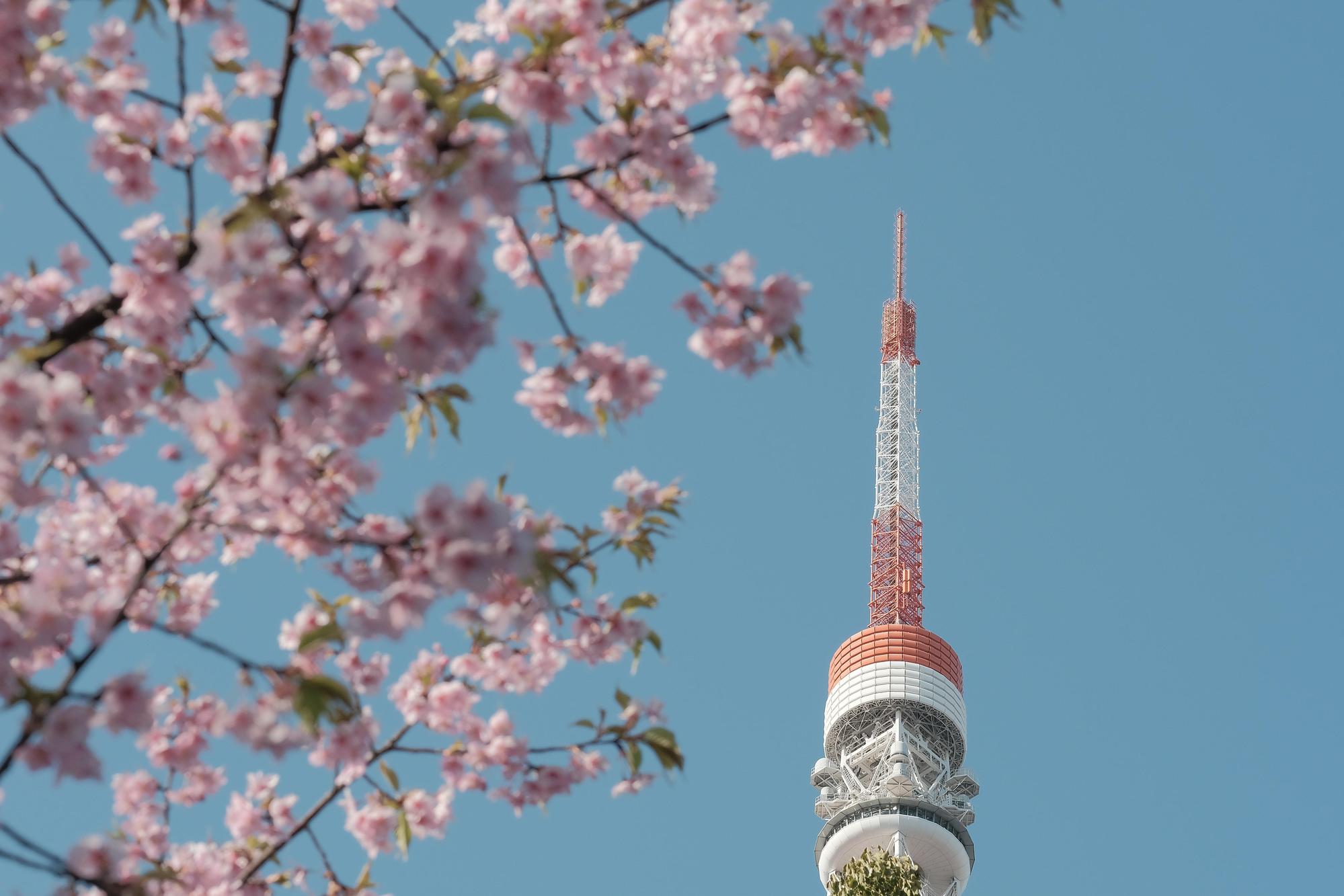 日本氣象媒體預測今年各地櫻花開花時間,東京3月18日為最早。(翻攝自pexels)