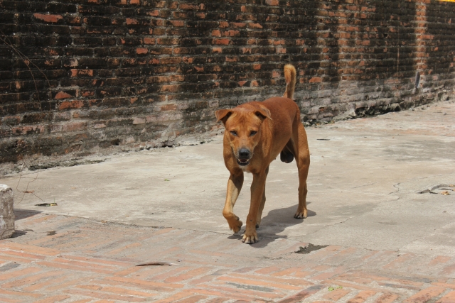 印度近日發生一起悲劇，流浪狗擅闖醫院病房叼走未滿月的嬰兒，淪為牠們口中的大餐。（示意圖非當事狗，photo-ac）