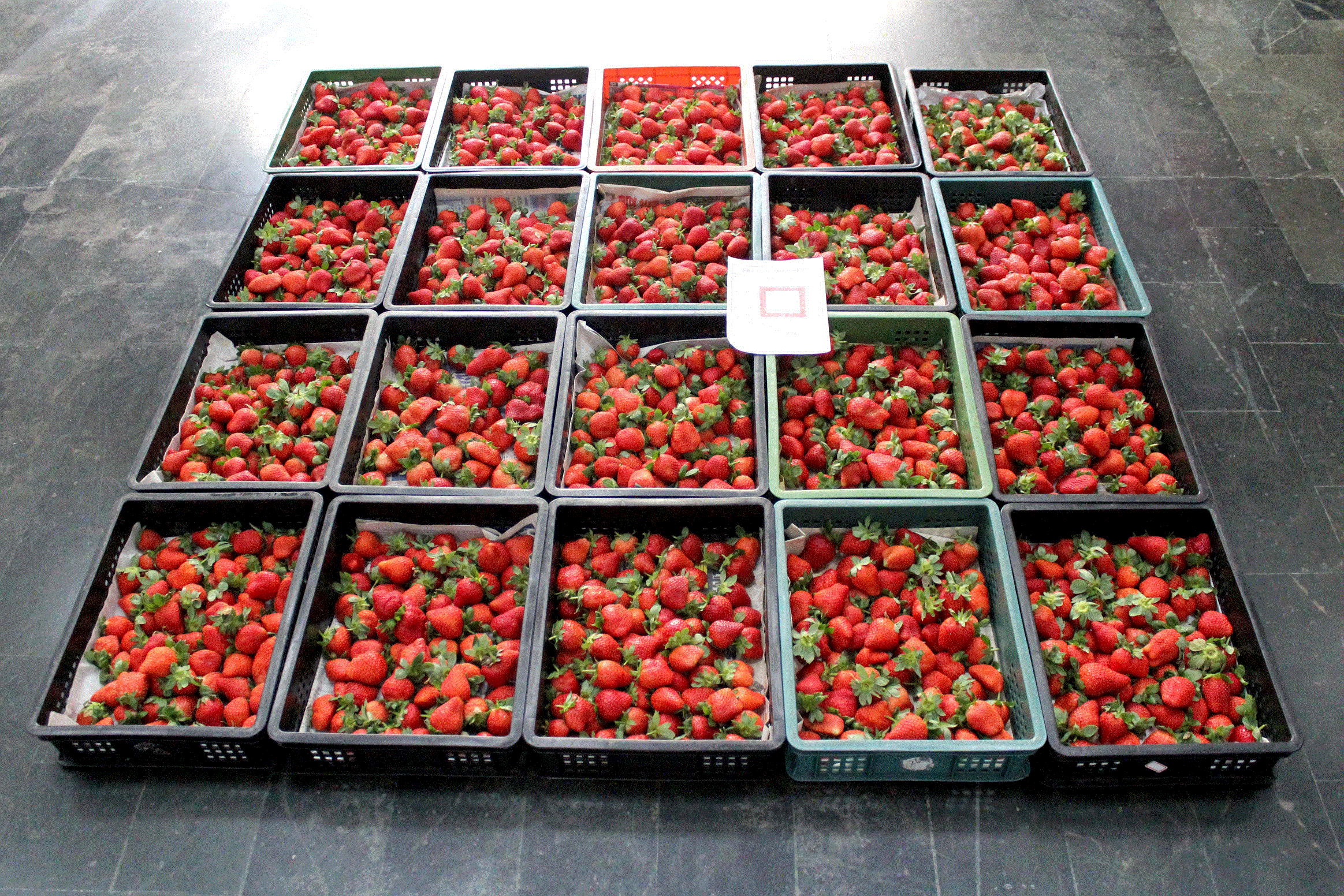 台南分署法拍會上有大湖草莓20籃。（翻攝自法務部行政執行署）