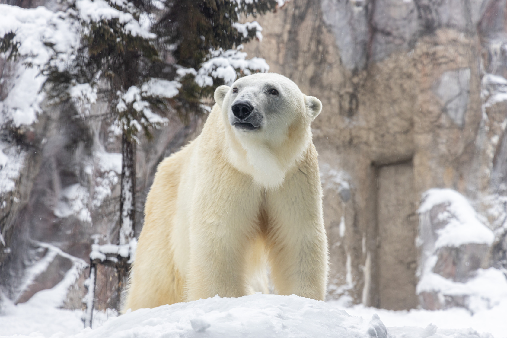 旭山動物園最火紅的動物之一就是超萌北極熊。