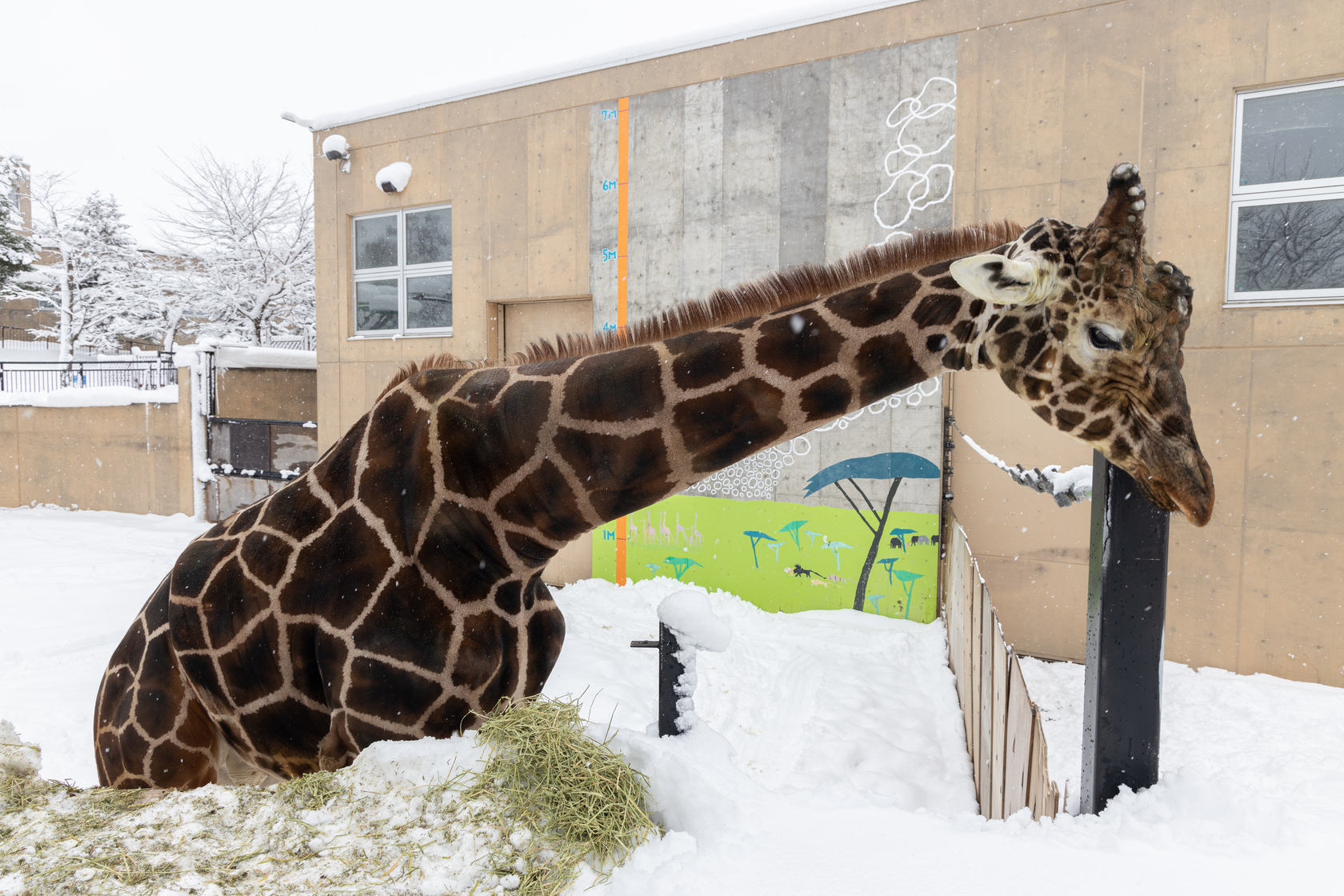 旭山動物園雖然是日本最北的動物園，但也能見到屬於非洲動物的長頸鹿。