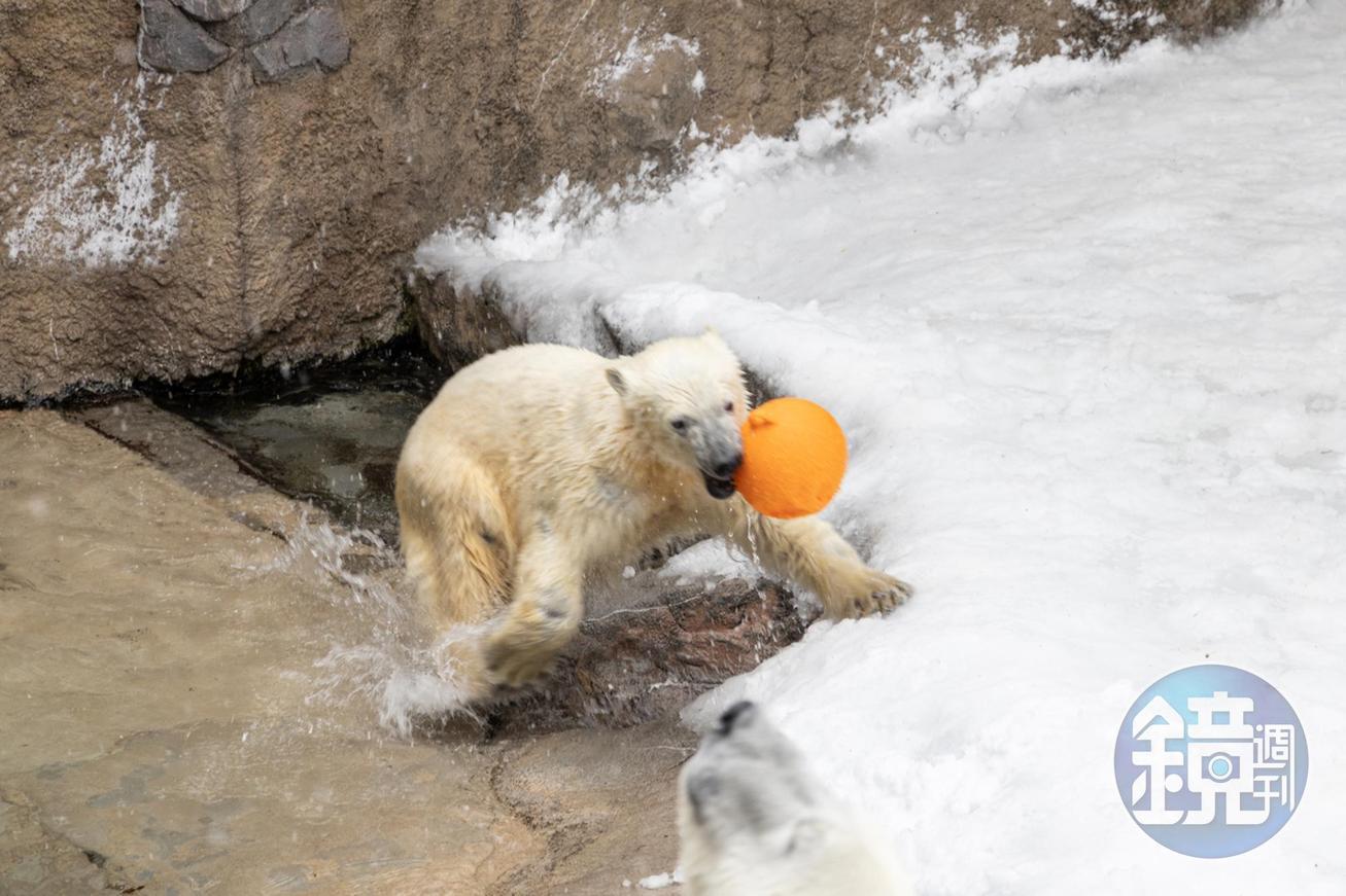去年才出生的北極熊寶寶，成為旭山動物園最新的人氣明星。