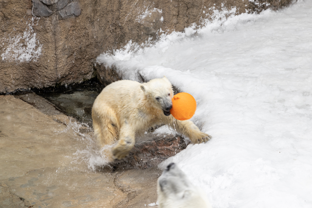 去年才出生的北極熊寶寶，成為旭山動物園最新的人氣明星。