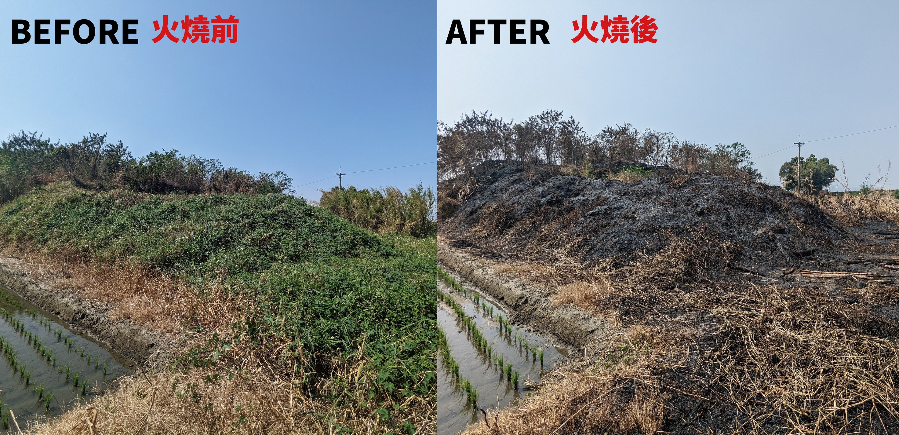 該起大火發生於2月27日下午，研判可能是農民燒雜草所導致。（翻攝自石虎保育大使 阿虎加油粉專）