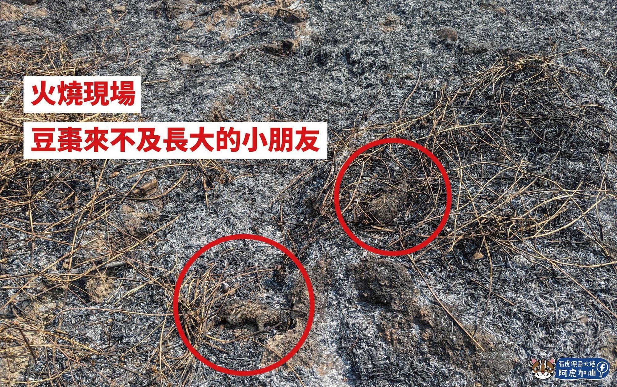 近日有2隻石虎寶寶還來不及長大，就被無情的大火帶走。（翻攝自石虎保育大使 阿虎加油粉專）