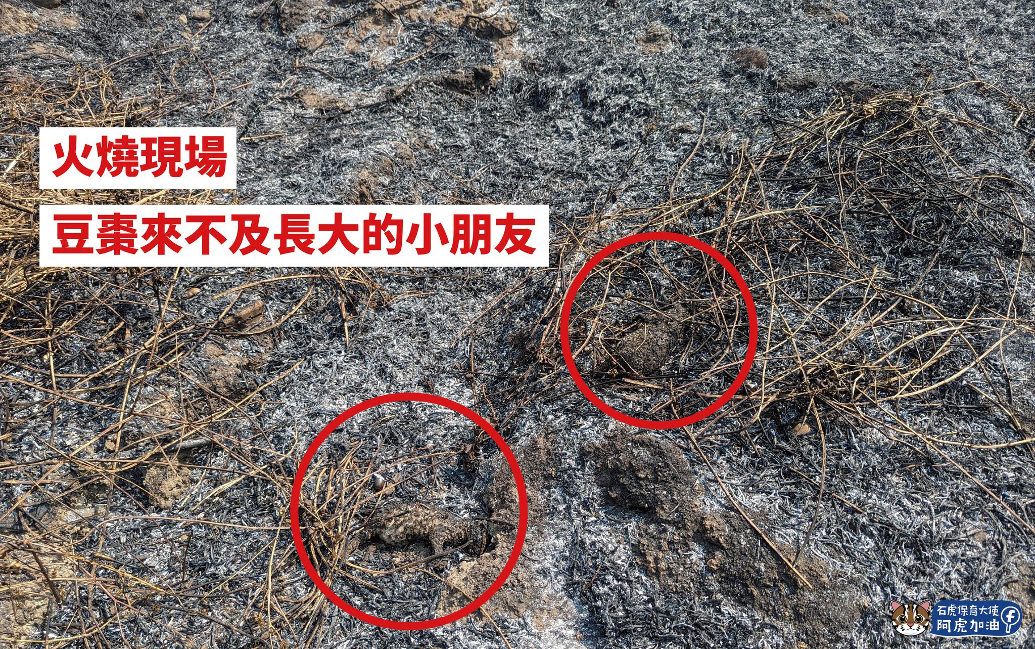 近日有2隻石虎寶寶還來不及長大，就被無情的大火帶走。（翻攝自石虎保育大使 阿虎加油粉專）