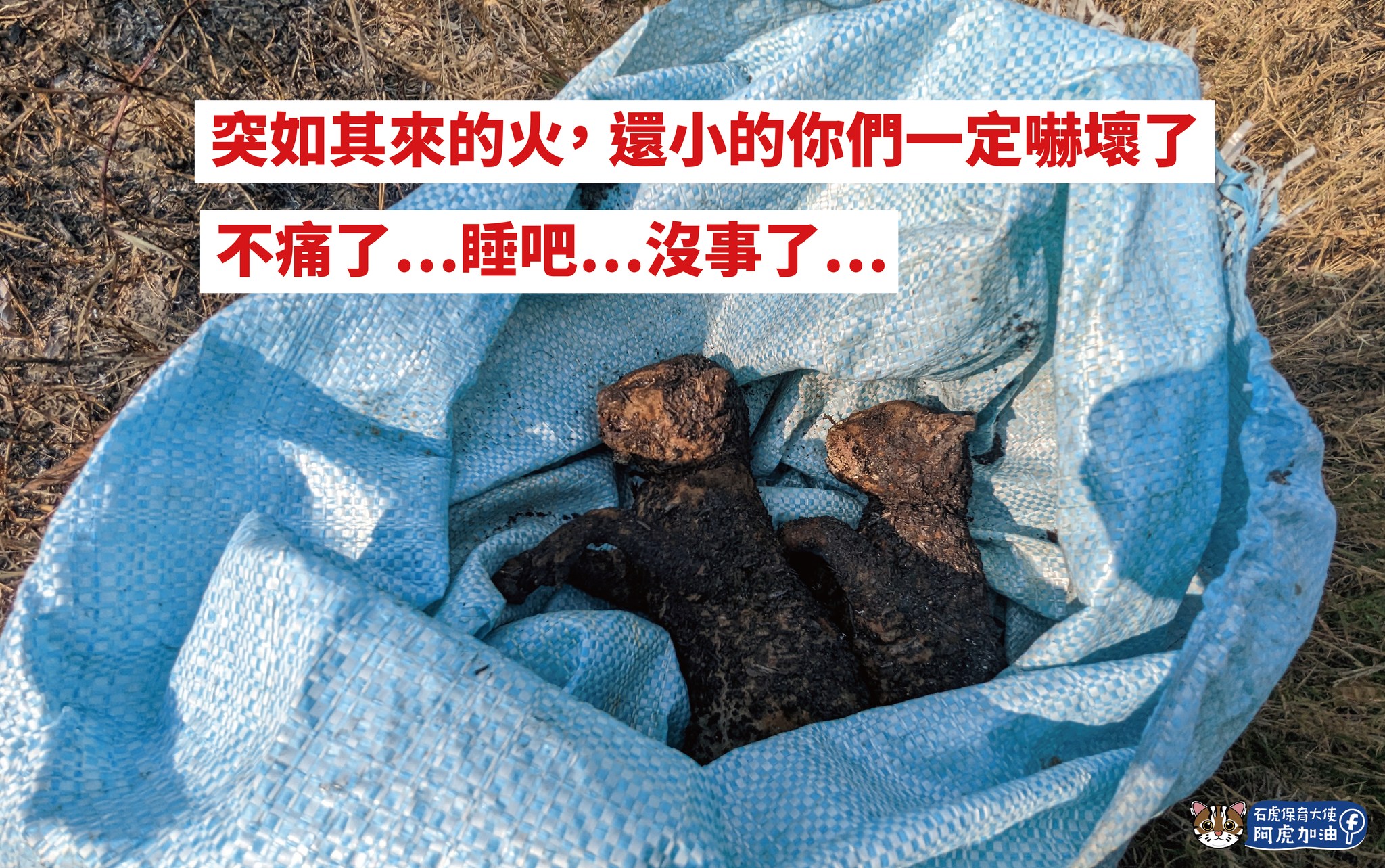台灣石虎瀕臨絕種，近日有2隻石虎寶寶還來不及長大，就被無情的大火帶走。（翻攝自石虎保育大使 阿虎加油粉專）