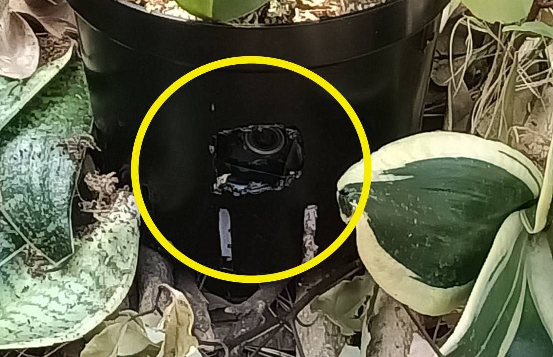 南投縣第2選區立委補選驚傳花盆裡被放攝影機。（翻攝立委補選-林明溱臉書）