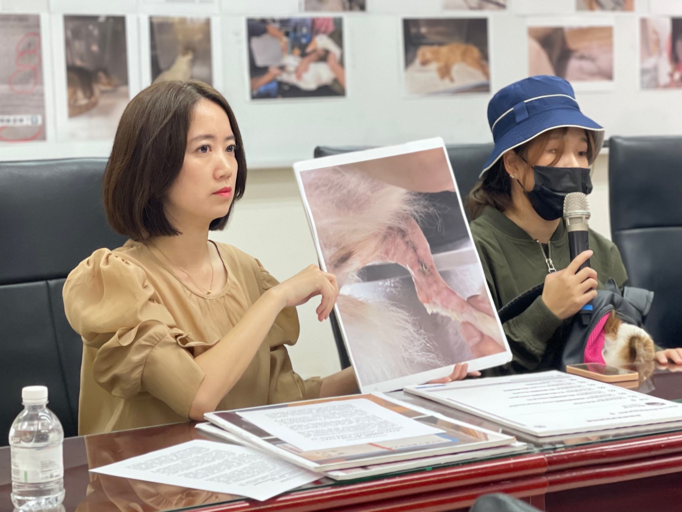 新北市議員戴瑋姍陪同受害飼主召開記者會，踢爆台大翔心動物醫院無照醫療等黑心作為。（戴瑋姍服務處提供）