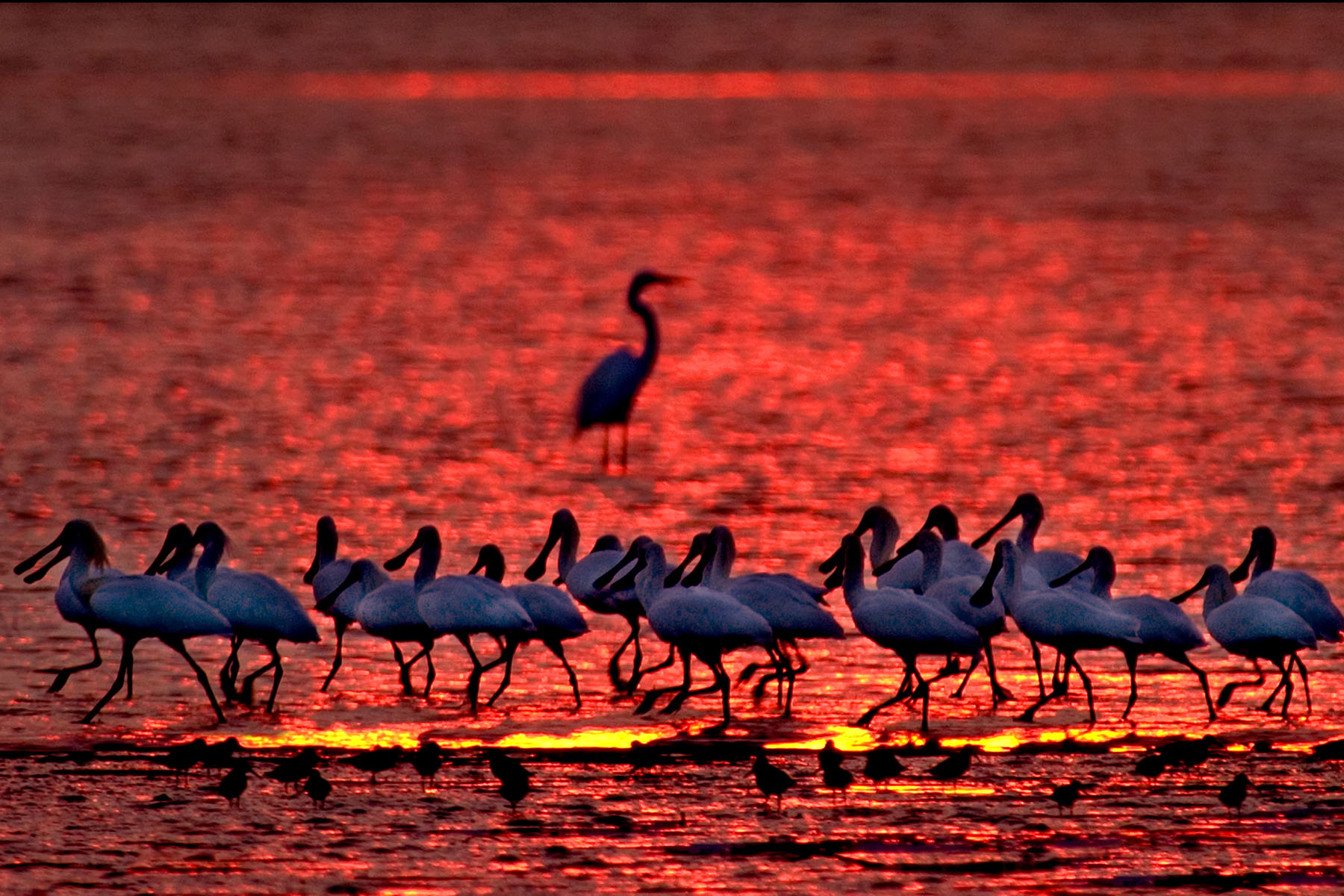紀錄片《守護黑面琵鷺》耗時30年拍攝,以棲地保護、人鳥和平共存為議題。 (圖/采昌國際多媒體提供)