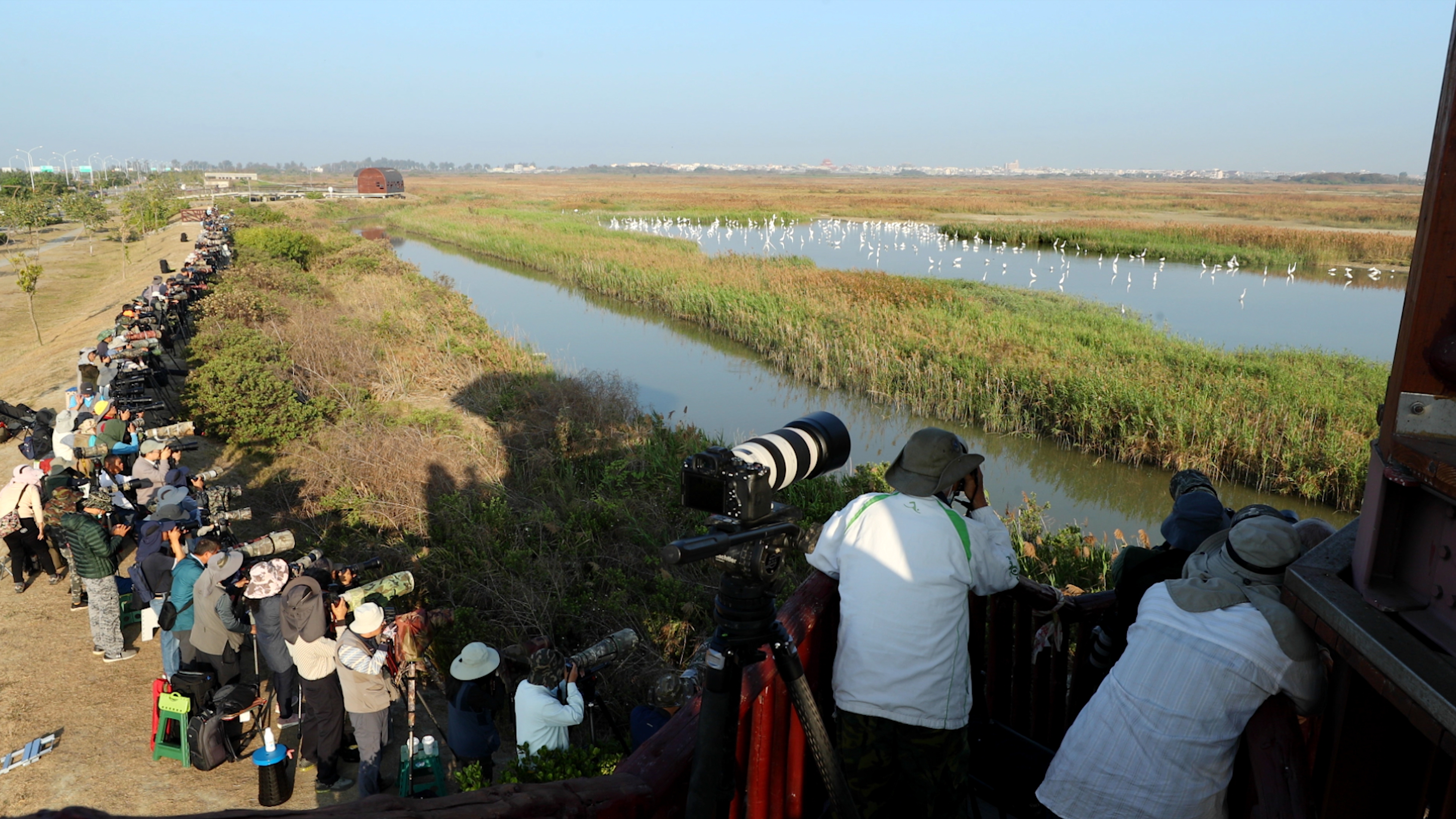 黑面琵鷺大多在白天休息，雖偶爾移動，但能拍到的行為有限。（采昌國際多媒體提供）