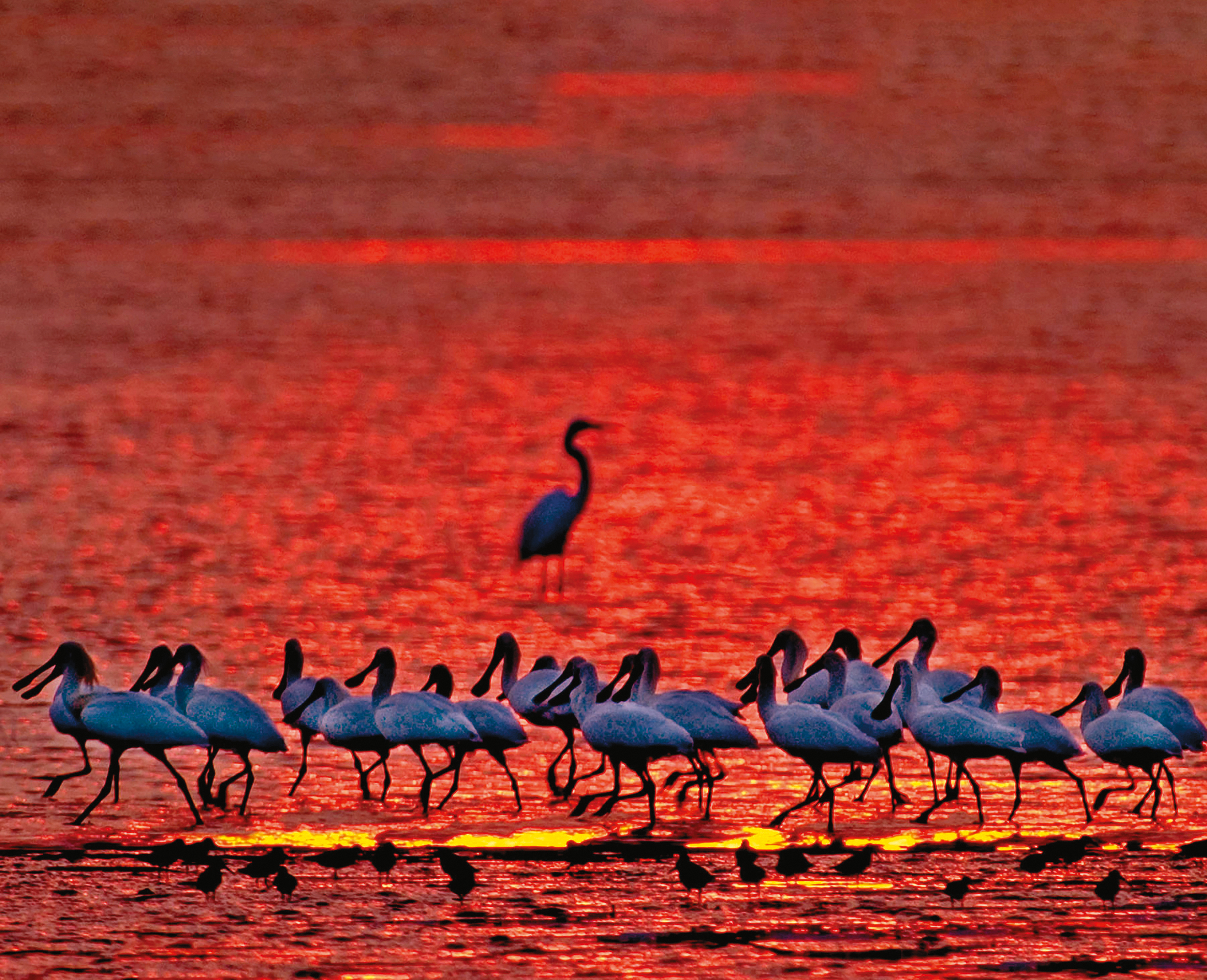 紀錄片《守護黑面琵鷺》耗時30年拍攝，以棲地保護、人鳥和平共存為議題。（采昌國際多媒體提供）