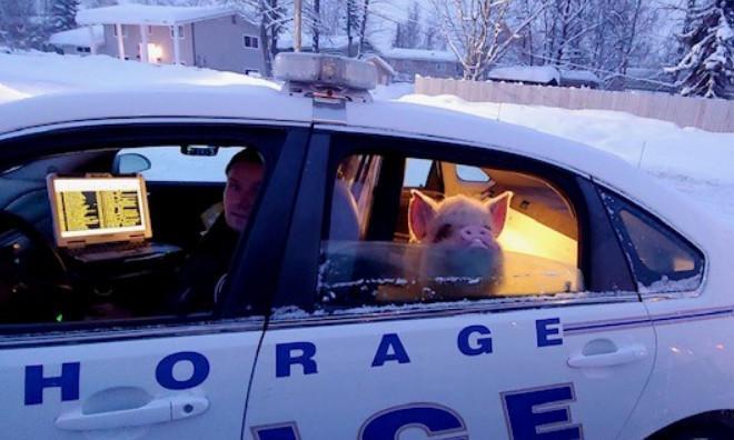 警方開車載走失的寵物豬返家。（翻攝臉書粉專「Anchorage Police Department」）