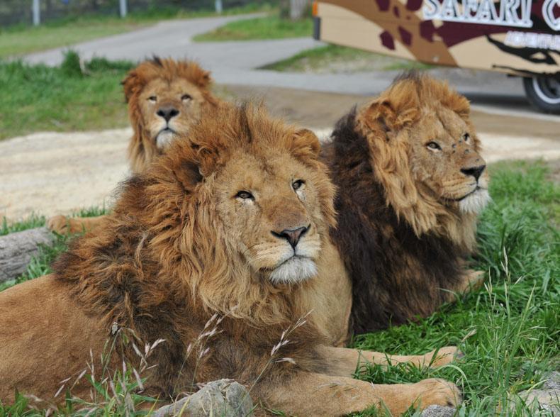 日本和歌山縣動物園冒險世界有2頭獅子,因為確診新冠肺炎死亡;示意圖。(翻攝自アドベンチャーワールド官網)