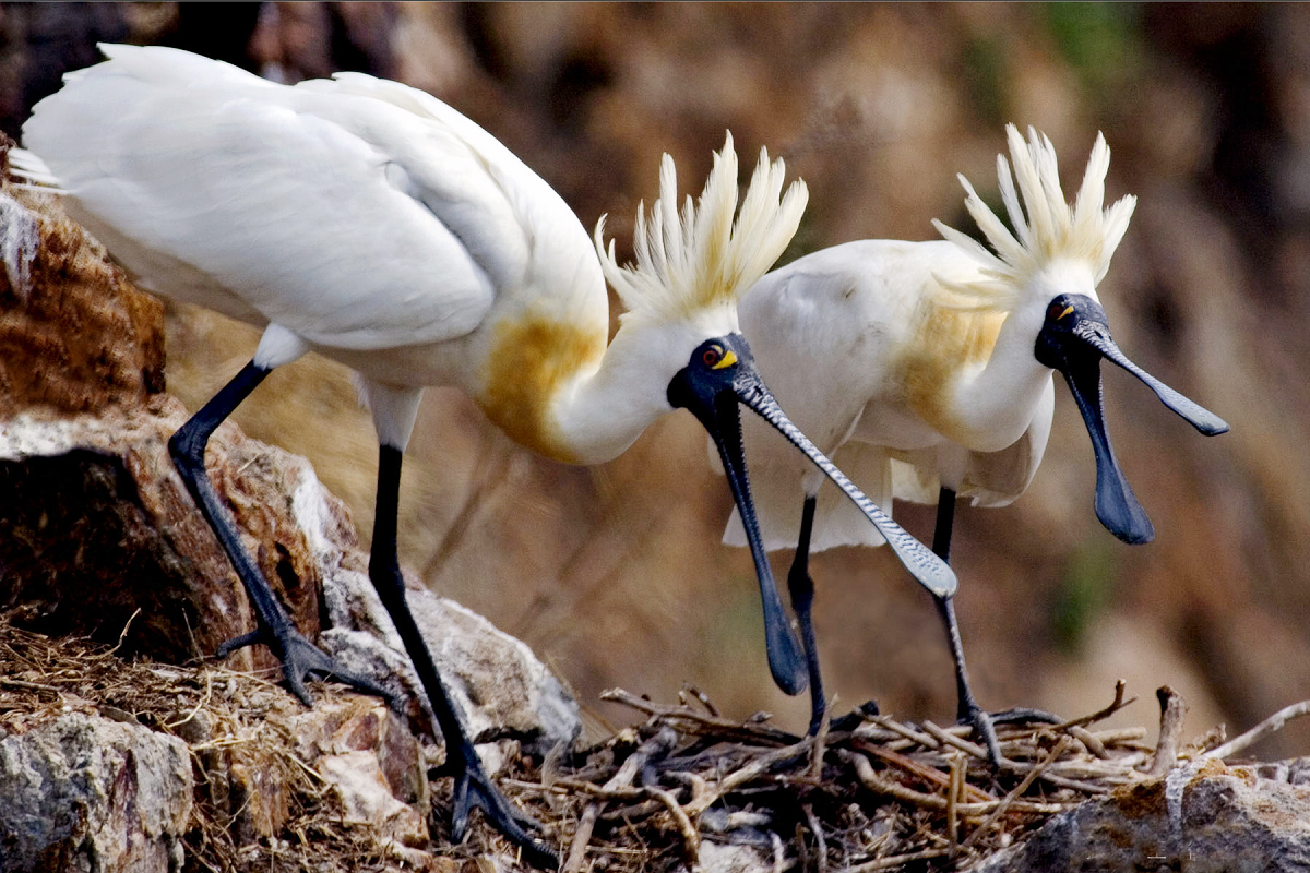 紀錄片《守護黑面琵鷺》呈現許多耗費心血才拍到的鳥群畫面，讓愛鳥觀眾看個過癮。（采昌國際多媒體提供）