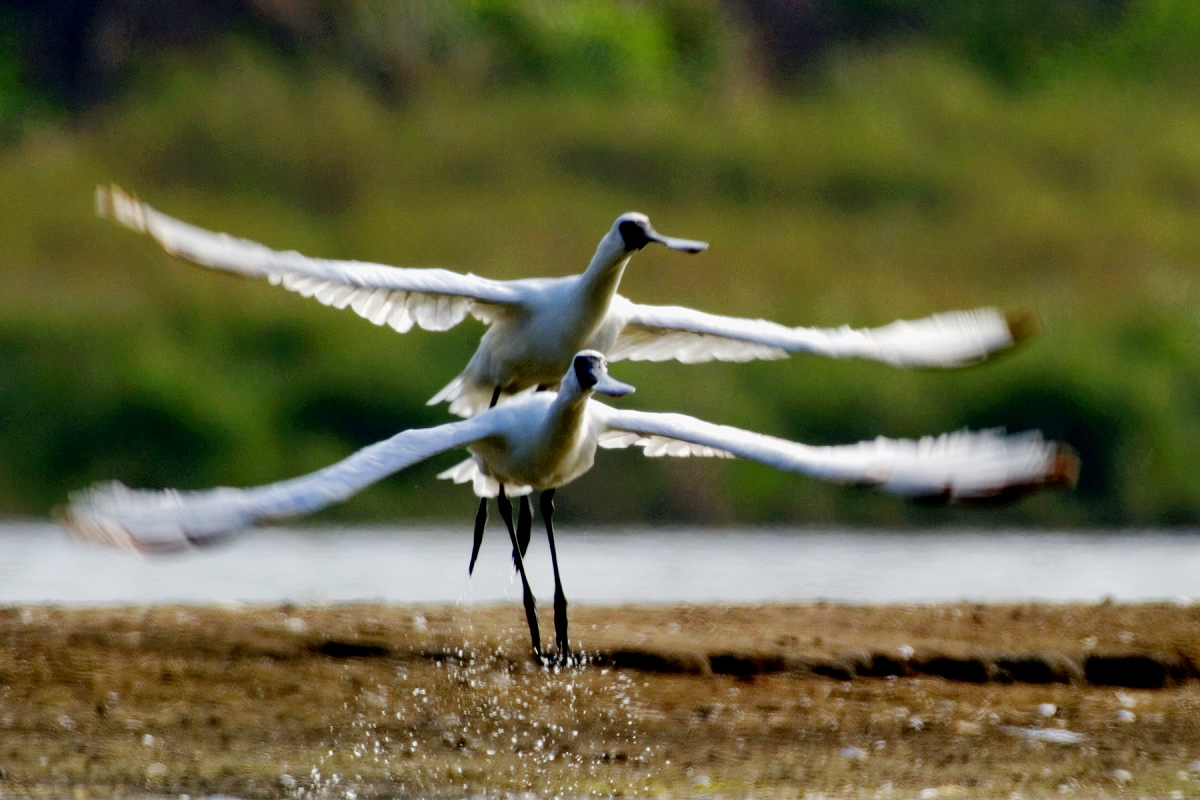梁皆得早期因擔任研究助理，練就一身觀察鳥類的好功夫，對日後拍攝紀錄片的影響很大。（采昌國際多媒體提供）