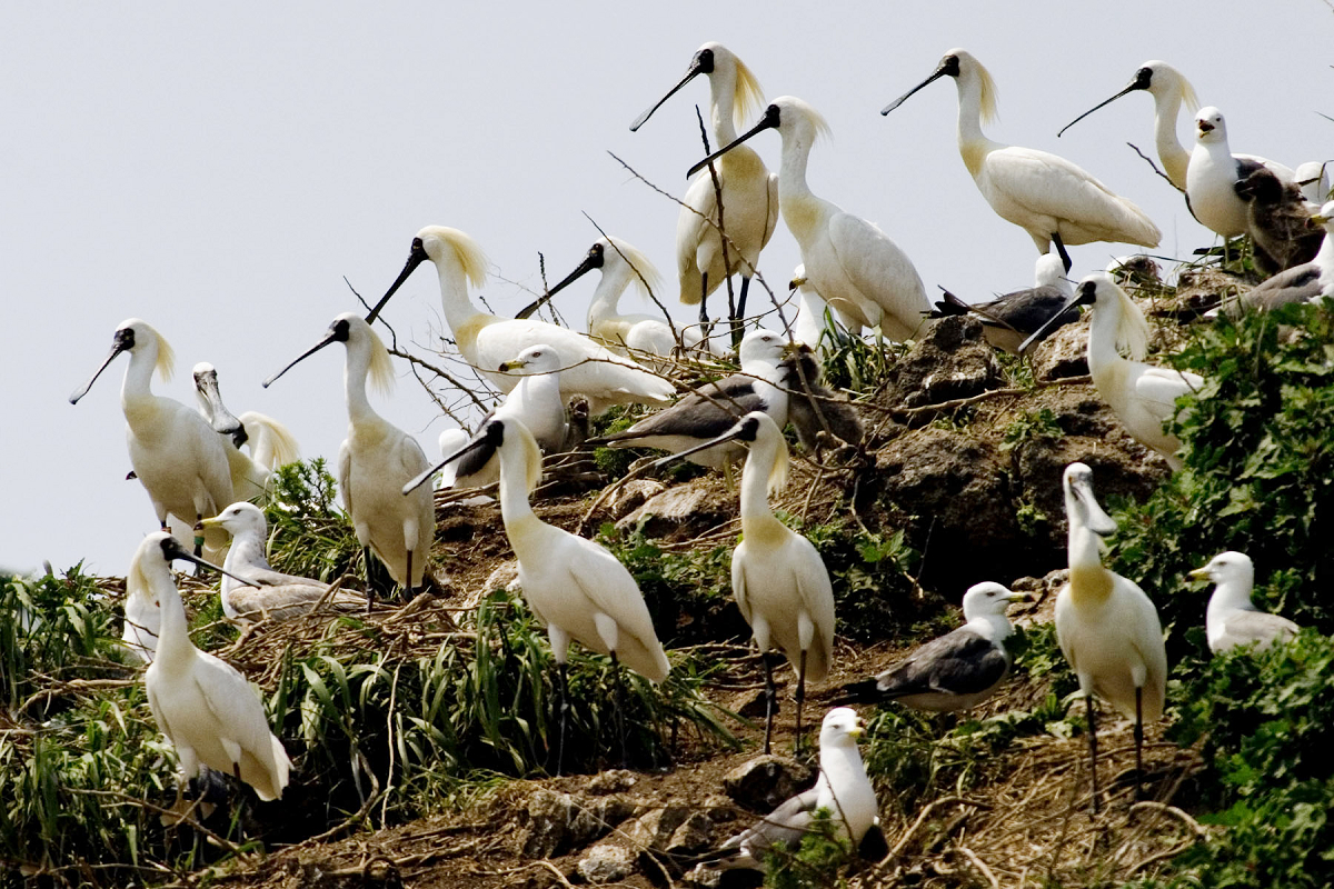 在不同領域愛鳥人士、跨國合作的努力下，目前全球黑面琵鷺的總數量已逾6000隻。 （采昌國際多媒體提供）