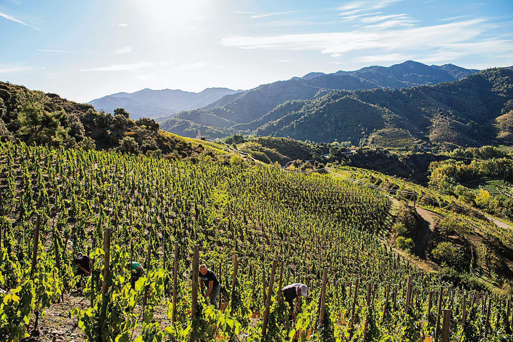 Clos Salanca種植佳麗釀的葡萄園,位於西班牙Priorat產區的陡坡。(莎祿提供)