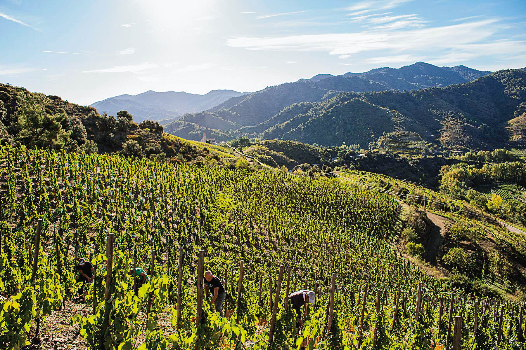 Clos Salanca種植佳麗釀的葡萄園，位於西班牙Priorat產區的陡坡。（莎祿提供）