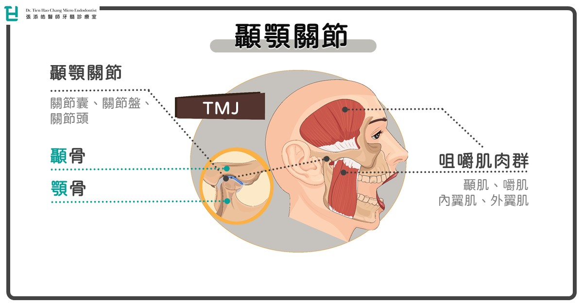 張添皓貼出顳顎關節示意圖。（翻攝自張添皓醫師的牙髓診療室臉書）